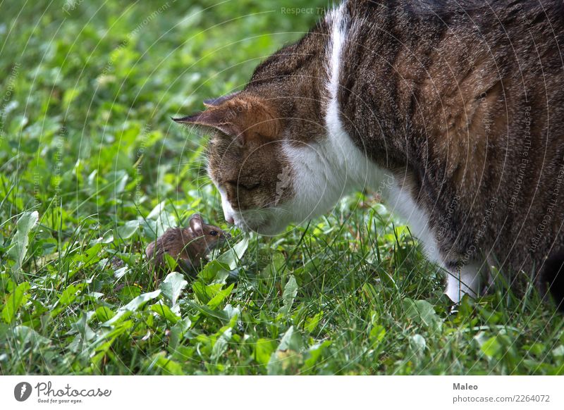 Cat and mouse Domestic cat Playing Mouse Pet Animal Carnivore Cat eyes Kitten Pelt House (Residential Structure) Looking Mammal Nature Nose Paw Honey pussycat