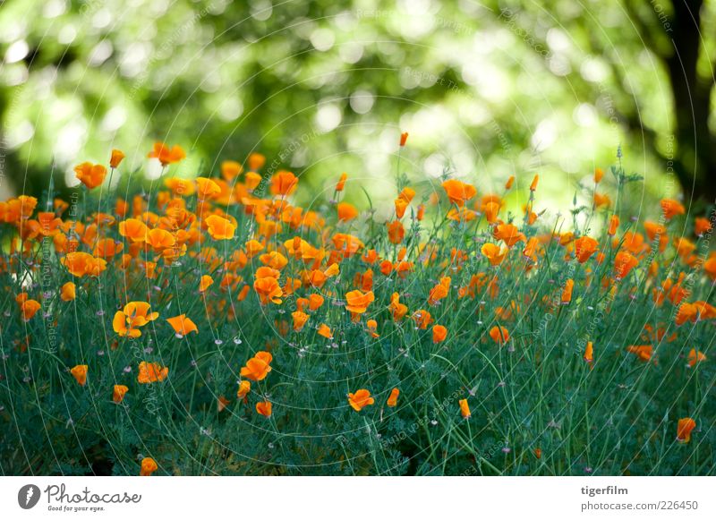 field of poppies Poppy Flower Orange Light Green California Tree Plant Garden Abstract Nature Leaf Copy Space Background picture