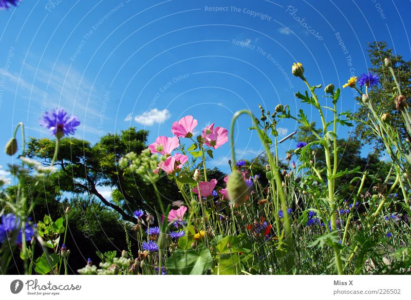 summer meadow Environment Nature Plant Cloudless sky Summer Beautiful weather Flower Grass Leaf Blossom Meadow Blossoming Fragrance Growth Multicoloured