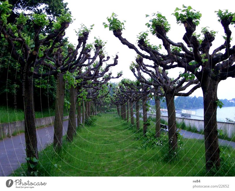 treestreet Tree Forest Green Cologne Porz Cologne-Zündorf Meadow Avenue Pedestrian Fresh Poplar Rhine Contrast Sky Street Water Blue Nature Lanes & trails