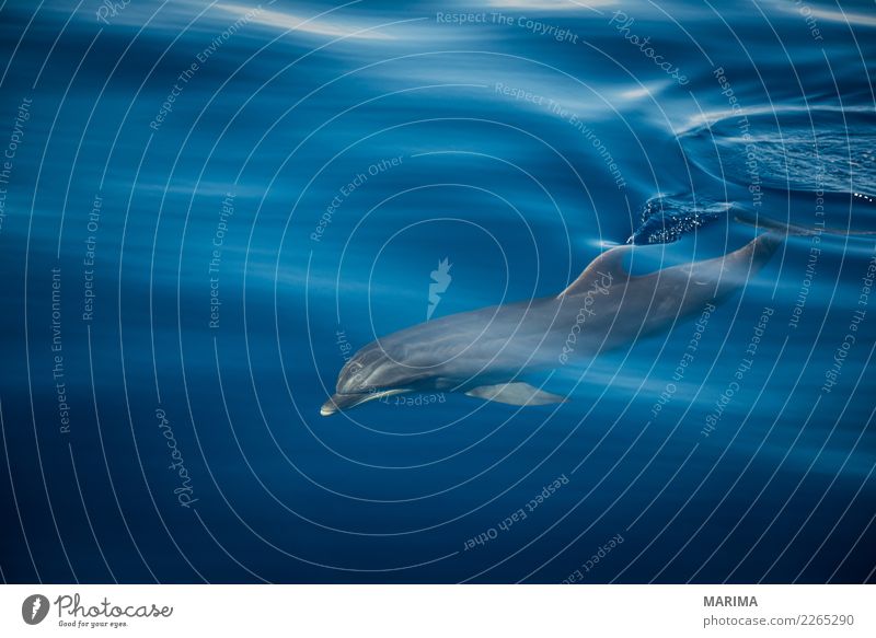 wild dolphin Nature Animal Water Summer Ocean Island Navigation Watercraft Wild animal 1 Swimming & Bathing Blue Gray Africa Atlantic Atlantic Ocean