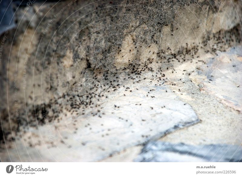 highway Nature Animal Ant Group of animals Stone Environment Column of ants Movement Animalistic Paving stone Colour photo Exterior shot Structures and shapes