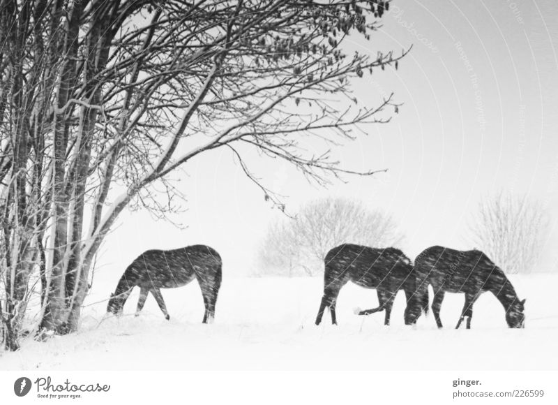 Winter horses in the snow flurries Environment Nature Landscape Plant Animal Bad weather Pet Farm animal Horse To enjoy Steadfast Snowfall Pasture