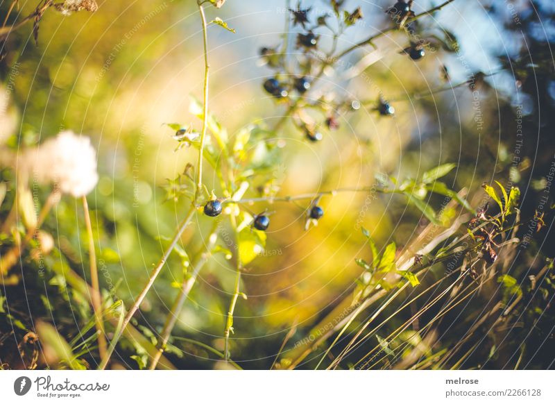 beads but not threaded Nature Sky Autumn Beautiful weather Plant Grass Bushes Leaf Blossom Wild plant Berry bushes Berries Fruit Twigs and branches Forest