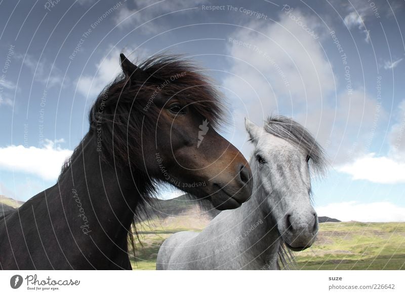 Black-Brown and White-Grey Environment Nature Animal Sky Clouds Beautiful weather Farm animal Horse Animal face 2 Pair of animals Friendliness Natural Curiosity