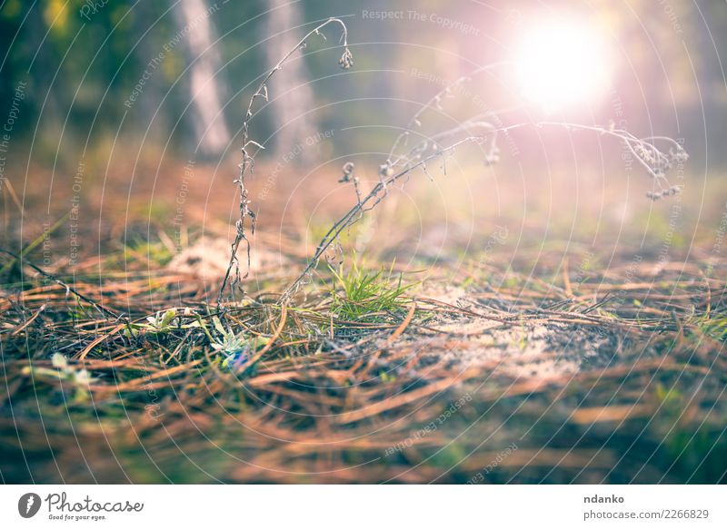 land of pine needles and green grass Sun Sunrise Sunset Autumn Tree Grass Forest Gray Green earth Pine Ray vintage Colour photo Deserted Evening