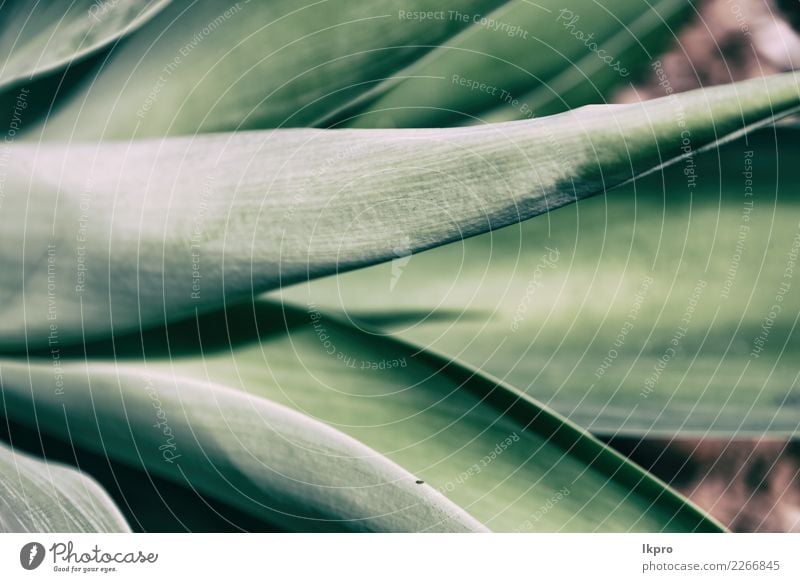 leaf like abstract background Design Life Summer Wallpaper Environment Nature Plant Tree Leaf Growth Fresh Bright Natural Gray Green Black White Colour Symmetry