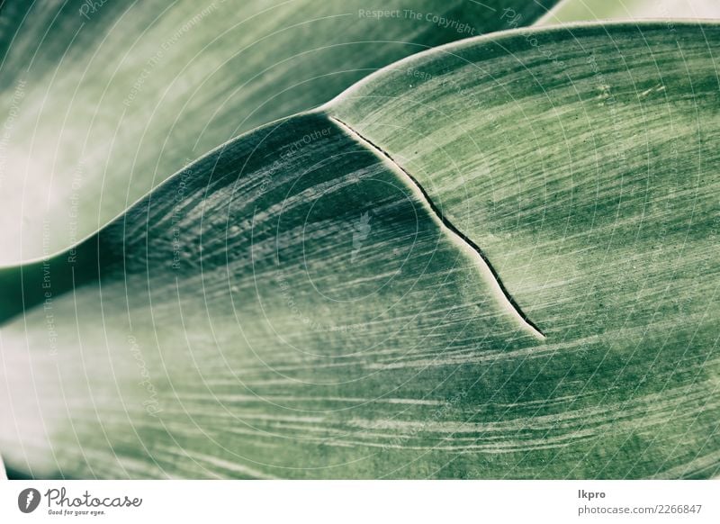 close up of a leaf like abstract background Design Life Summer Wallpaper Environment Nature Plant Tree Leaf Growth Fresh Bright Natural Gray Green Black White
