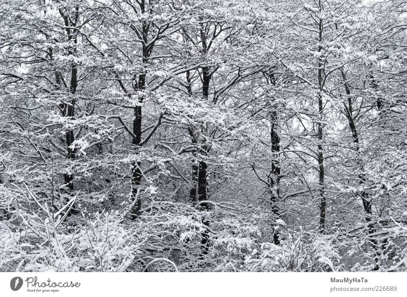 Winter Nature Landscape Plant Cloudless sky Horizon Climate Bad weather Ice Frost Snow Tree Park Forest Wood Water Old Cool (slang) Dark Cold Natural Positive