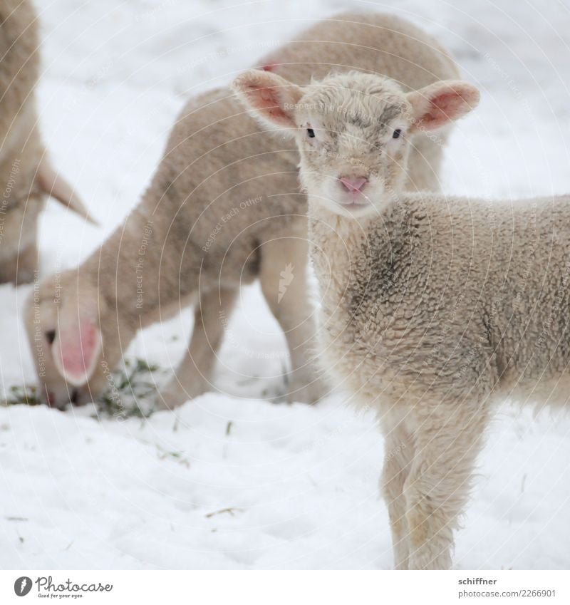 ...and a Happy New Year Animal Farm animal 3 Group of animals Herd Baby animal Cuddly Cliche White Sheep Lamb Flock Sheepskin Watchfulness To feed Observe Snow