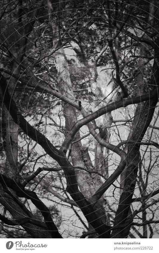 more loyal Environment Nature Tree Forest Growth Many Wild Muddled Branch Treetop Dark Mirkwood Black & white photo Exterior shot Detail Abstract Pattern