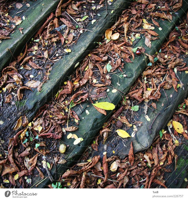 Leaves & Stripes Environment Nature Plant Leaf Old Discover Brown Multicoloured Yellow Stairs Wood Autumn Autumn leaves Putrid Colour photo Detail Deserted
