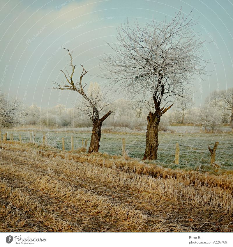 Winter stubble field Nature Earth Sky Tree Meadow Field Schleswig-Holstein Cold Yellow Green Mature Colour photo Deserted Day Hoar frost Leafless Tree trunk