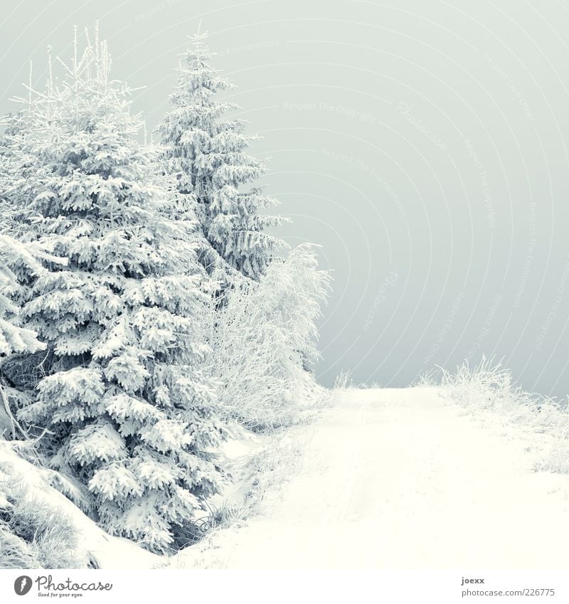 chill Nature Landscape Weather Ice Frost Snow Lanes & trails Gray White Calm Cold Fir tree Colour photo Subdued colour Exterior shot Deserted Day