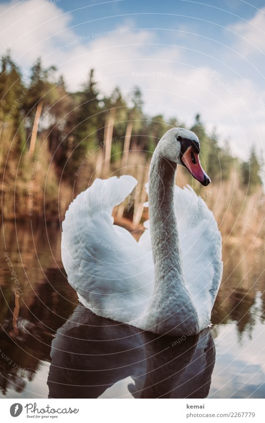 swan Elegant Relaxation Calm Leisure and hobbies Trip Adventure Environment Nature Landscape Animal Water Sky Clouds Beautiful weather Lakeside Wild animal Bird