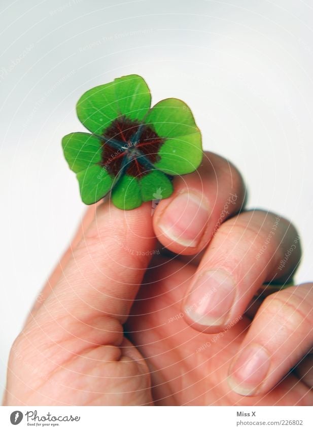 I'll give you my happiness Hand Fingers Leaf Happy Four-leafed clover Four-leaved Cloverleaf Donate Good luck charm Symbols and metaphors New Year's Party