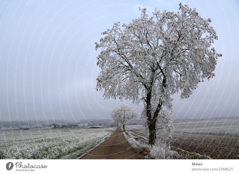 morning frost Winter Tree Cold Snow Snowfall Lanes & trails December January February Morning Frost Dawn Sunrise Ground Ice Street White Hoar frost Mature Sky