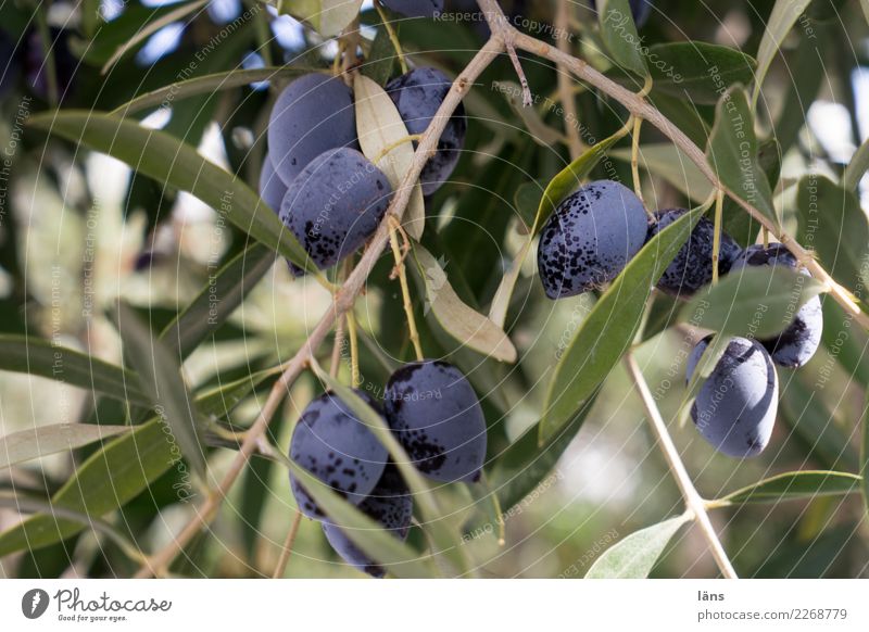 Close up branch of olives tree and black ripe olives - a Royalty Free Stock  Photo from Photocase