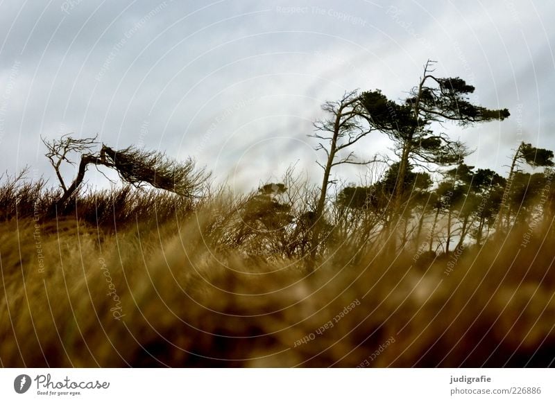 western beach Environment Nature Landscape Plant Sky Climate Weather Wind Tree Grass Coast Baltic Sea Darss Western Beach Dark Natural Wild Moody Wind cripple