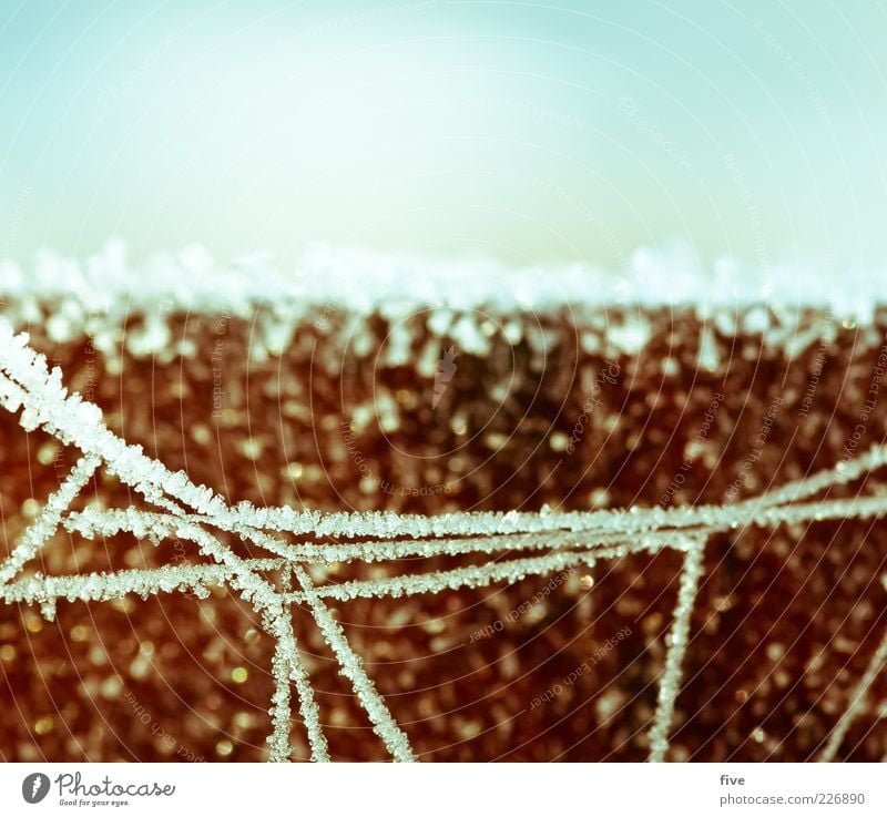 network III Nature Sky Cloudless sky Winter Beautiful weather Fog Ice Frost Garden Meadow Bright Cold Net Exceptional Abstract Colour photo Exterior shot