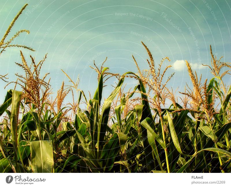 maize field Field Grain Plant Maize field