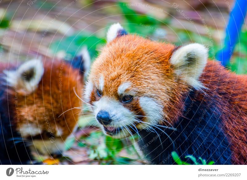 Red panda on tree shows tongue - a Royalty Free Stock Photo from Photocase