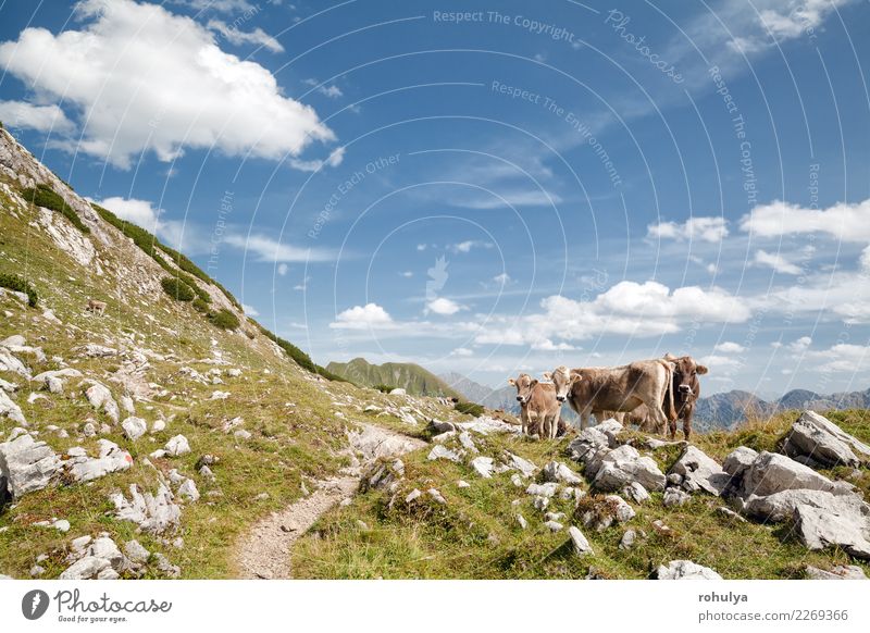 brown alpine cows on pasture in mountains, Germany Vacation & Travel Summer Mountain Climbing Mountaineering Nature Landscape Animal Sky Clouds