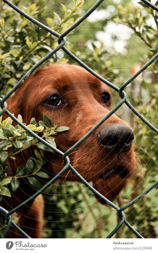 Waiting for Godot Nature Animal Pet Dog Animal face 1 Baby animal Observe Looking Sadness Cuddly Brown Green Compassion Peaceful Patient Calm Homesickness