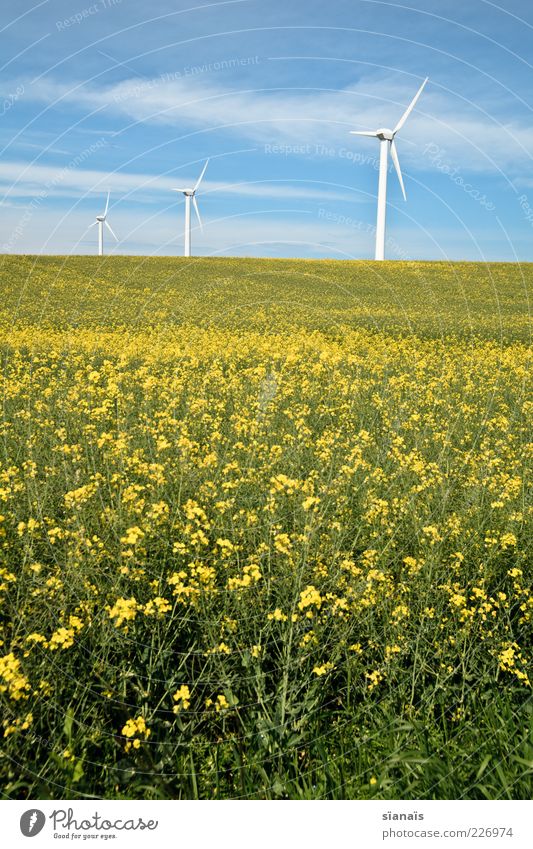 alternative? Energy industry Renewable energy Wind energy plant Environment Nature Landscape Sky Summer Beautiful weather Agricultural crop Field Yellow Climate