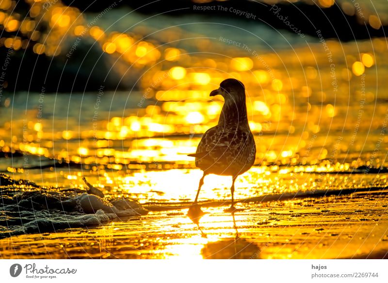 Silver Gull at sunrise on the beach Beach Nature Animal Water Warmth Baltic Sea Bird Yellow Gold Black Silvery gull Larus argentatus Pontoppidan youthful golden