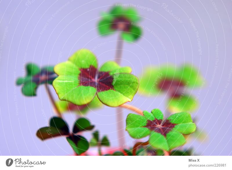 lucky clover Plant Leaf Growth Exceptional Green Good luck charm Four-leafed clover Cloverleaf Four-leaved Happy Pot plant Colour photo Multicoloured Close-up