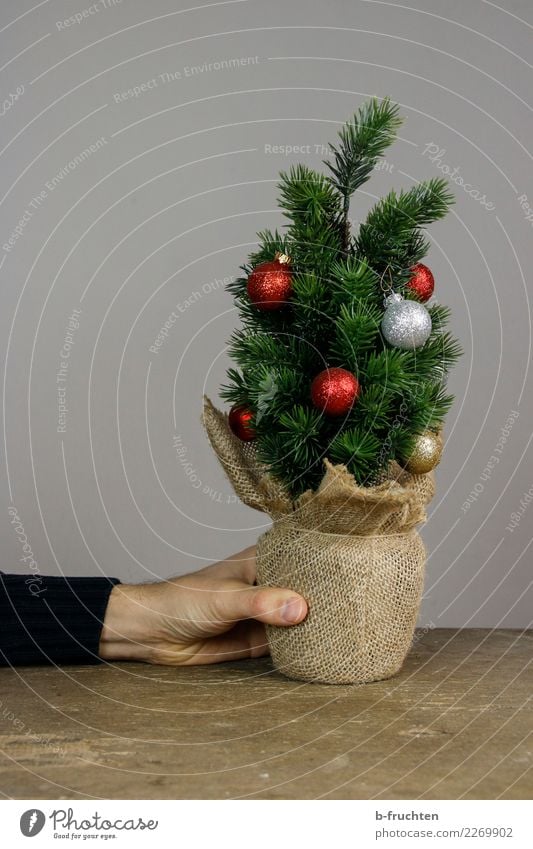 sparrow tree Feasts & Celebrations Christmas & Advent Hand Fingers To hold on Shopping Save Poverty Simple Retro Gray Modest Thrifty Loneliness Embitterment