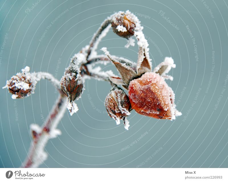 Frosty Rose Winter Plant Flower Leaf Blossom Garden Cold Hoar frost Ice Bud Freeze to death Limp Colour photo Exterior shot Close-up Deserted Neutral Background