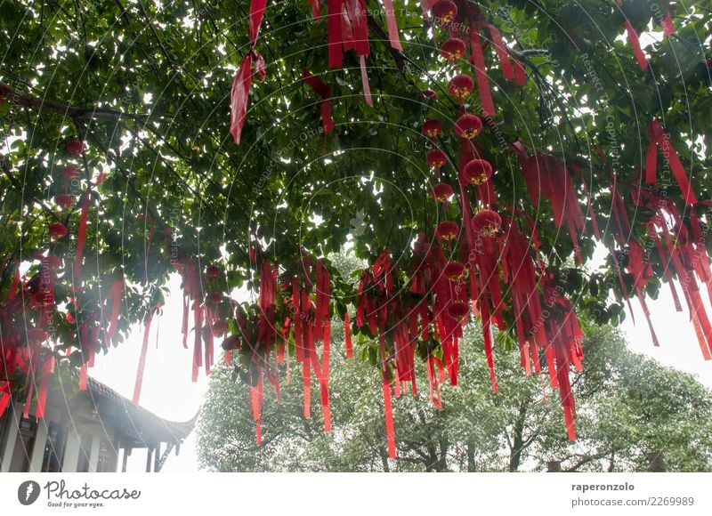 Red lucky charms hanging from a tree in a temple in China Good luck charm Temple Colour photo Asia Buddhism Religion and faith Exterior shot Culture Tourism