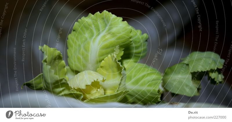 Cabbage for 200.000 Food Vegetable Nutrition Lunch Dinner Picnic Diet Senses Leaf Green Bright green Rachis Delicious Colour photo Subdued colour Interior shot