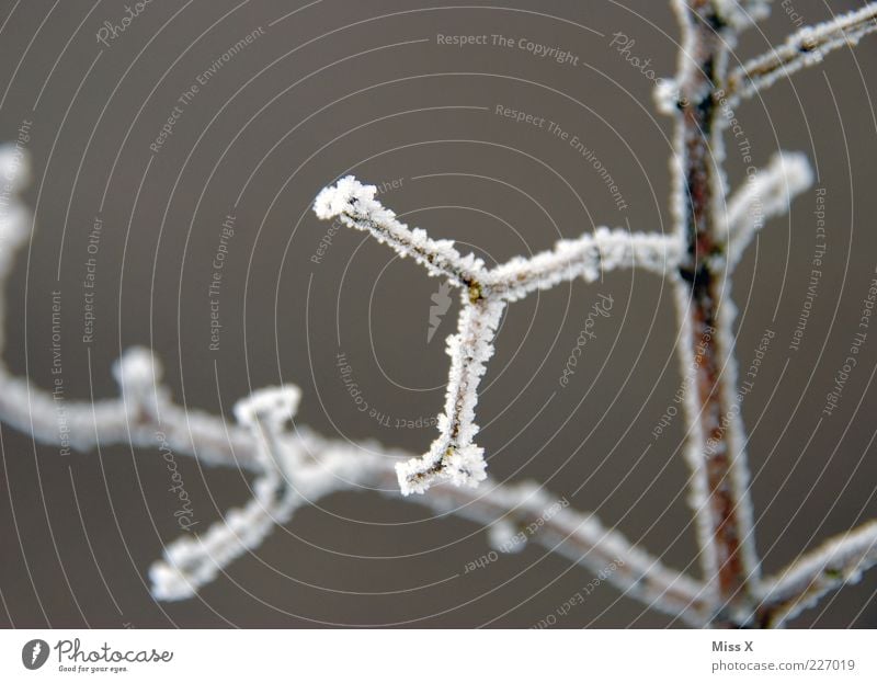 hoarfrost Winter Ice Frost Snow Plant Bushes Cold Gray Hoar frost Twig Branch Ice crystal Colour photo Exterior shot Close-up Structures and shapes Deserted