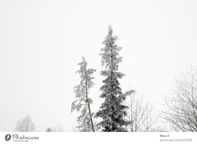winter forest Winter Bad weather Fog Ice Frost Snow Tree Forest Cold Gray White Fir tree Black & white photo Exterior shot Deserted Copy Space top Dawn Treetop