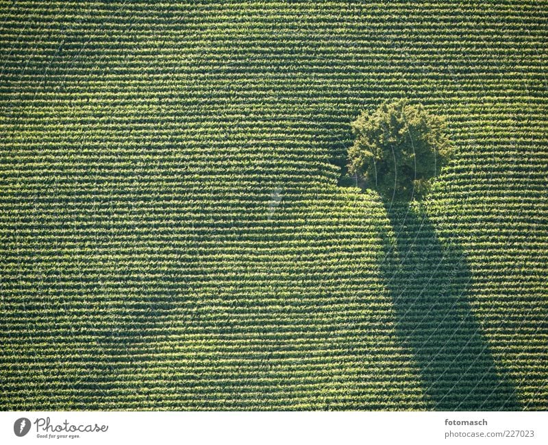 Tree from above Nature Landscape Plant Summer Beautiful weather Agricultural crop Field Colour photo Exterior shot Aerial photograph Bird's-eye view Level