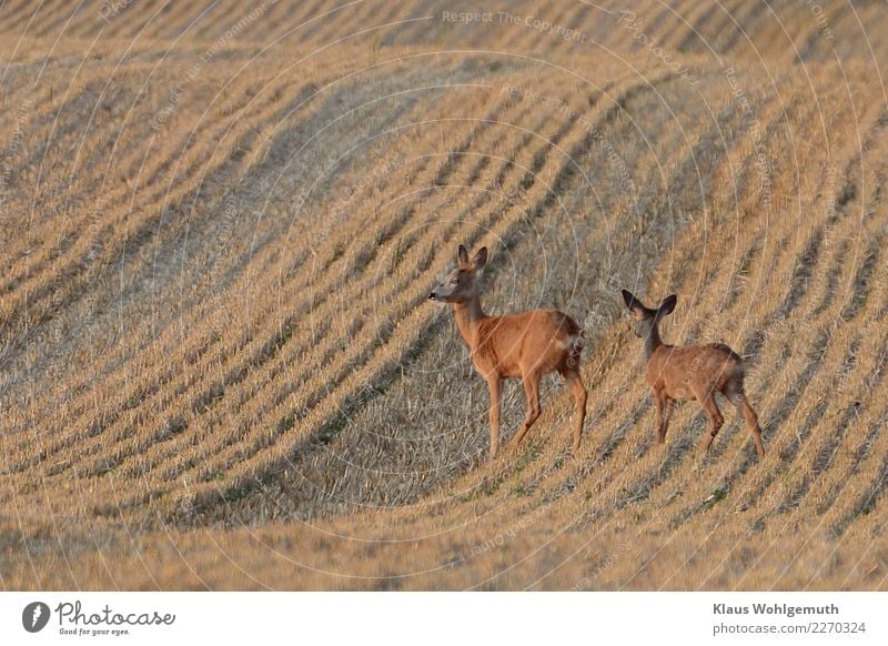 On the presenter's plate Landscape Summer Beautiful weather Grain Field Animal Pelt Roe deer Fawn 2 Baby animal Animal family Observe Stand Wait Gloomy Brown