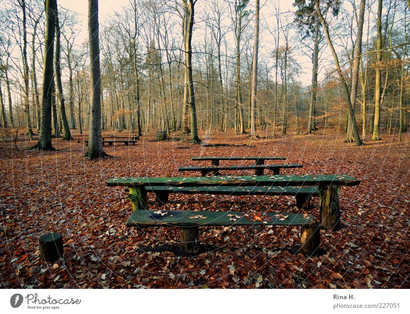 Invitation to a picnic Environment Nature Landscape Autumn Tree Forest Cold Loneliness Picnic Wooden bench Autumn leaves Leaf Colour photo Exterior shot