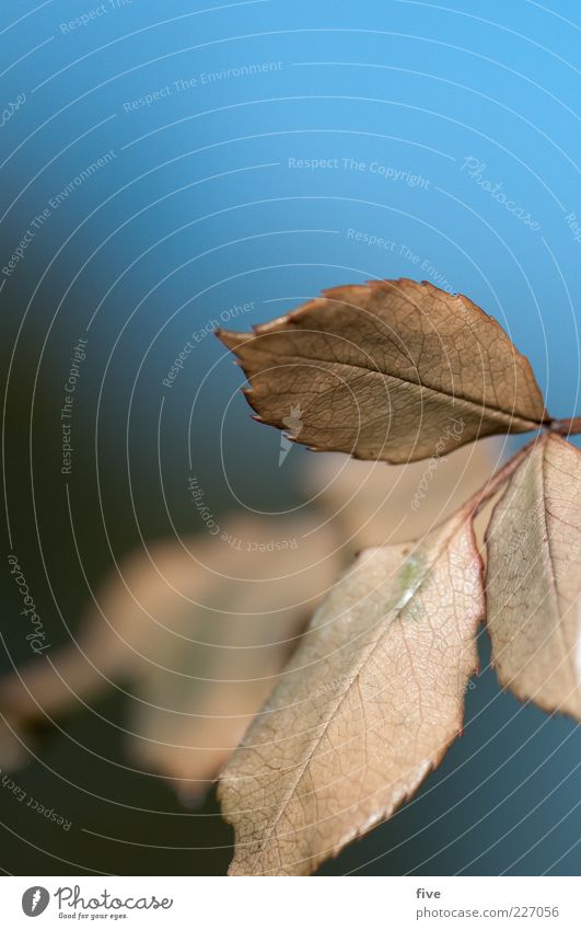 leaves Nature Sky Beautiful weather Plant Leaf Soft Blue Colour photo Exterior shot Close-up Detail Macro (Extreme close-up) Day Light Blur