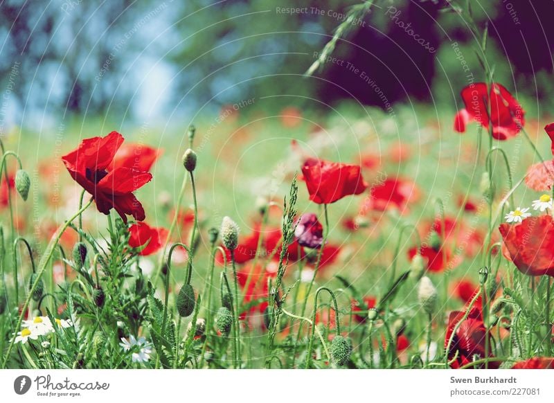 A touch of summer feeling Calm Fragrance Environment Nature Plant Summer Beautiful weather Flower Grass Leaf Blossom Wild plant Poppy Poppy blossom Meadow