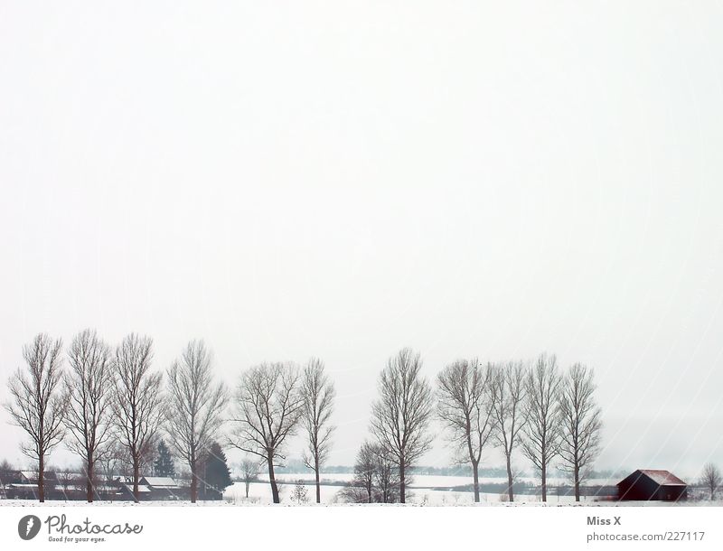 winter landscape Landscape Clouds Winter Bad weather Fog Ice Frost Snow Tree Village Deserted Hut Cold Gloomy White Avenue Loneliness Agriculture Farm Rural