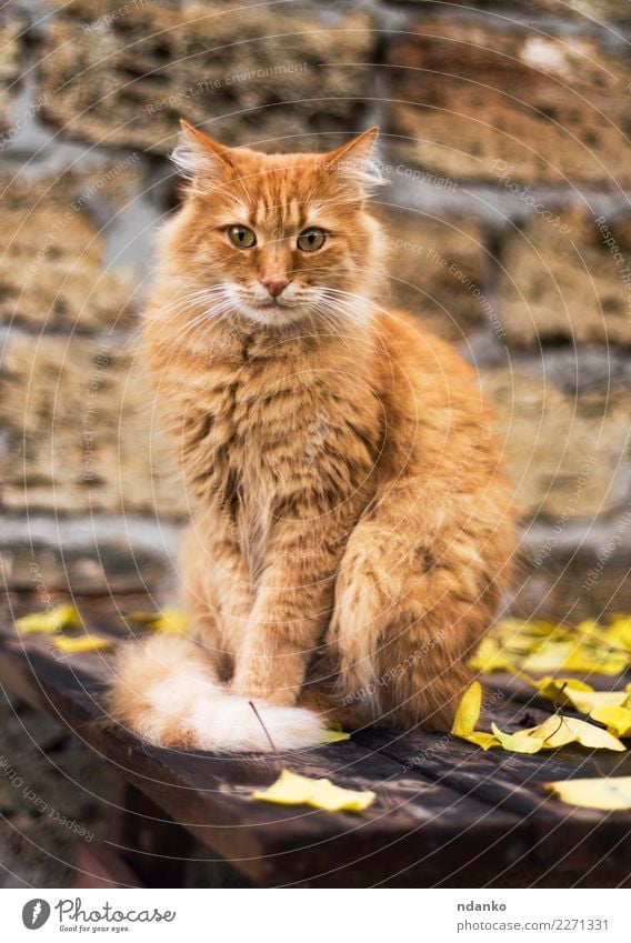 portrait of a big red cat Nature Animal Pet Cat 1 Looking Cute Yellow Purebred Breed pretty furry Mammal Kitten Delightful background Domestic fluffy hair one