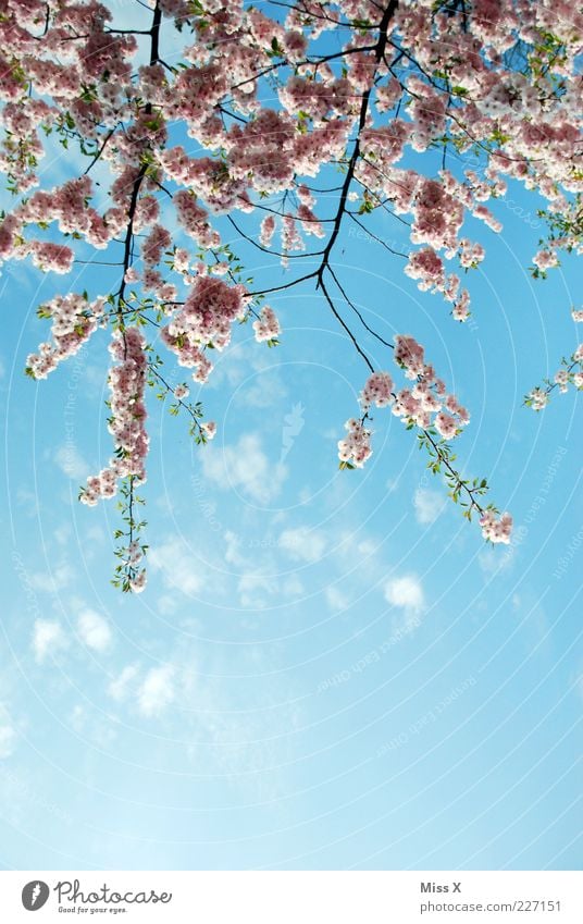 cherry blossoms Nature Plant Spring Beautiful weather Blossom Blossoming Fragrance Growth Pink Spring day Cherry tree Cherry blossom Bud Twigs and branches