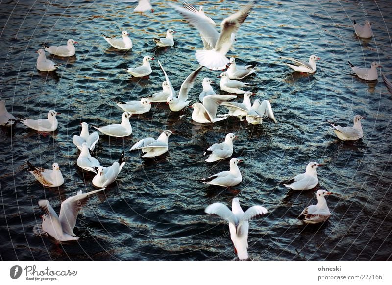 place there! Animal Water Wild animal Bird Seagull Group of animals Flying Feeding To feed Colour photo Exterior shot Bird's-eye view Float in the water