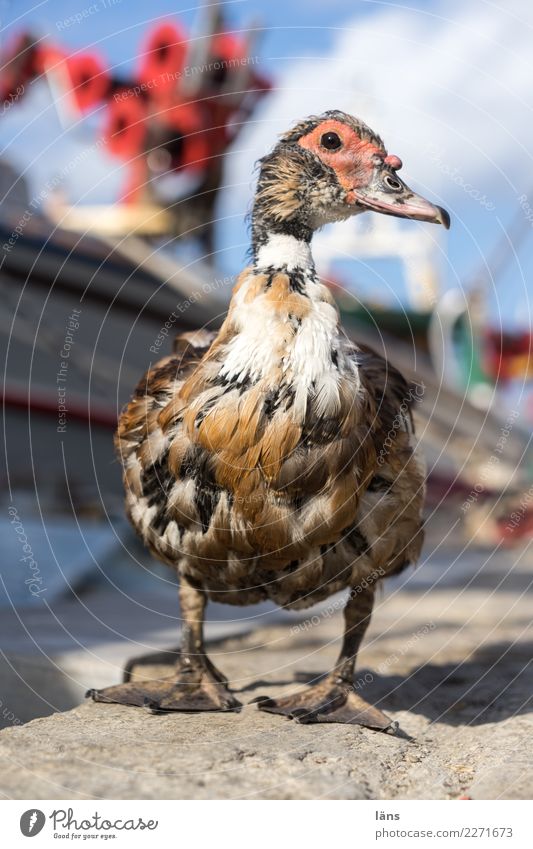 trustingly Naoussa Fishing village Port City Harbour Animal Wild animal Bird 1 Attentive Watchfulness Caution Serene Patient Calm Perspective Stand Be confident