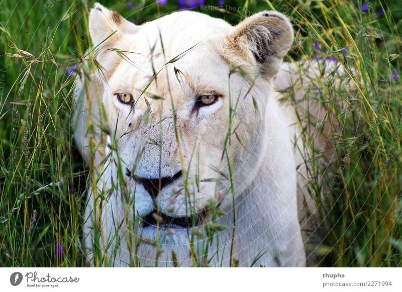 White lioness in high grass Animal Wild animal Cat Animal face Lion predator Africa Land-based carnivore Lion's head 1 Observe Lie Sit Wait Cool (slang) Elegant