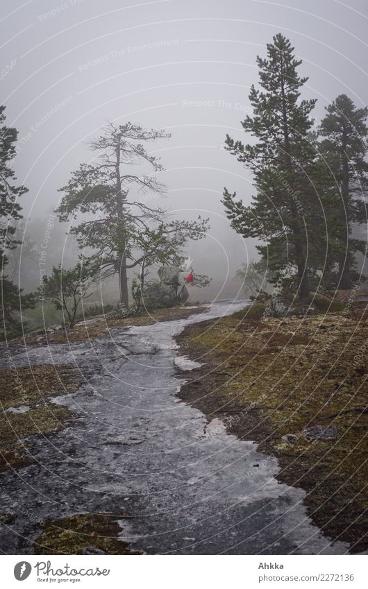 Fog path, rock, pine trees, rain, Scandinavia, signpost Nature Bad weather Tree Rock Authentic Exotic Wild Loneliness Help Mobility Optimism Perspective