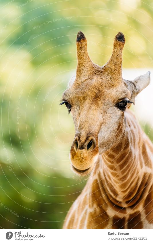 Wild African Giraffe Portrait Safari Environment Nature Animal Summer Beautiful weather Wild animal Animal face Zoo 1 Looking Long Funny Cute Brown